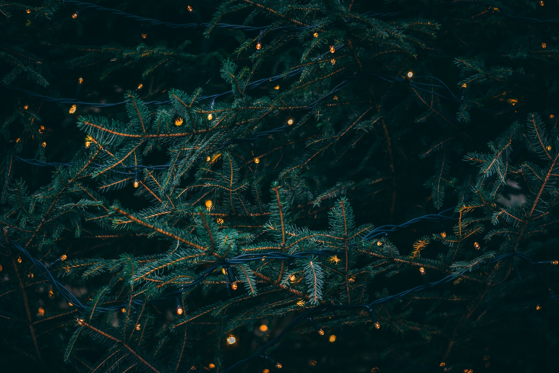 Discover the Magic of the Sights & Sounds of Christmas Festival in San Marcos, TX